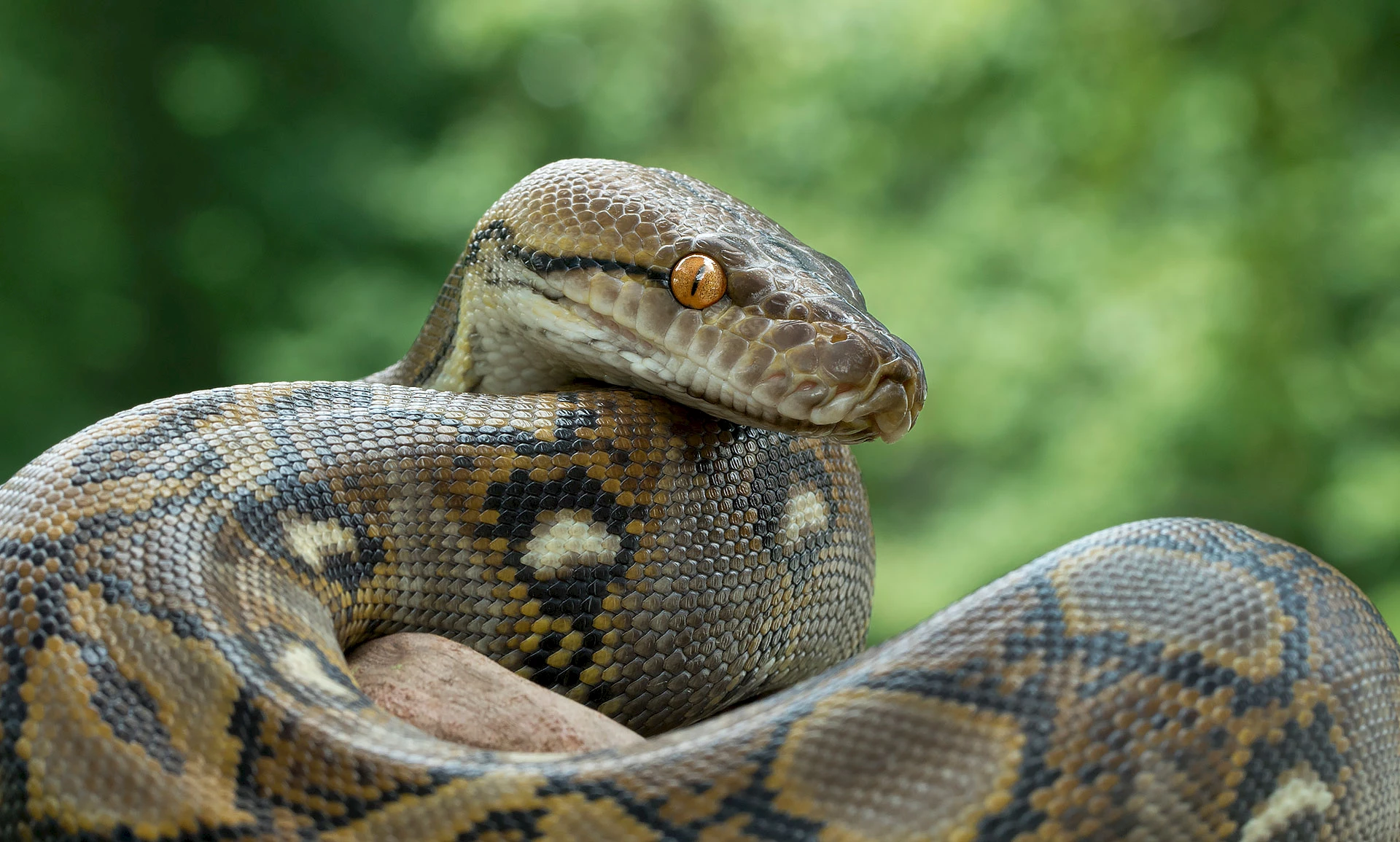 Reticulated python.